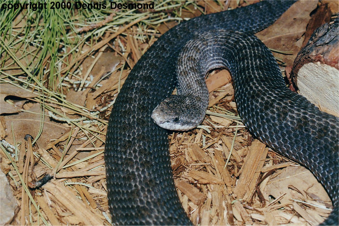 crotalus p pricei01.jpg [303 Kb]